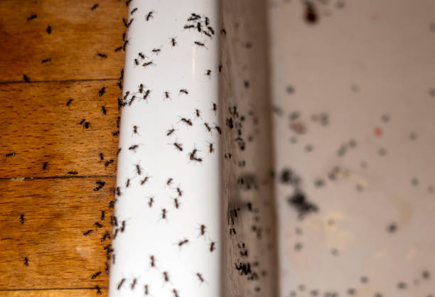Best Affordable Pest Control Services  in Fruitville, FL