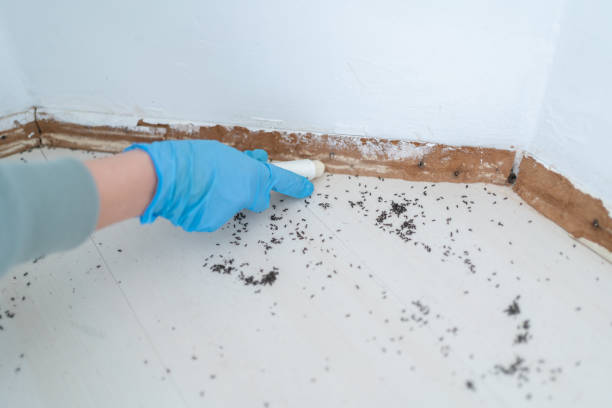 Best Spider Control Near Me  in Fruitville, FL